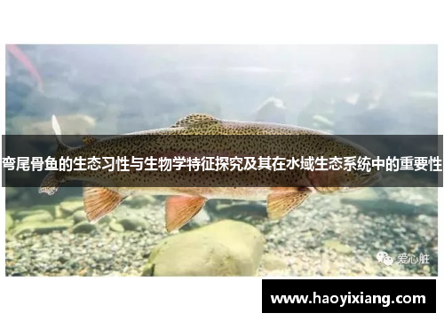 弯尾骨鱼的生态习性与生物学特征探究及其在水域生态系统中的重要性